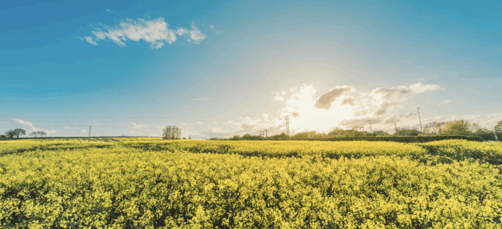 Carbon Reduction Plan