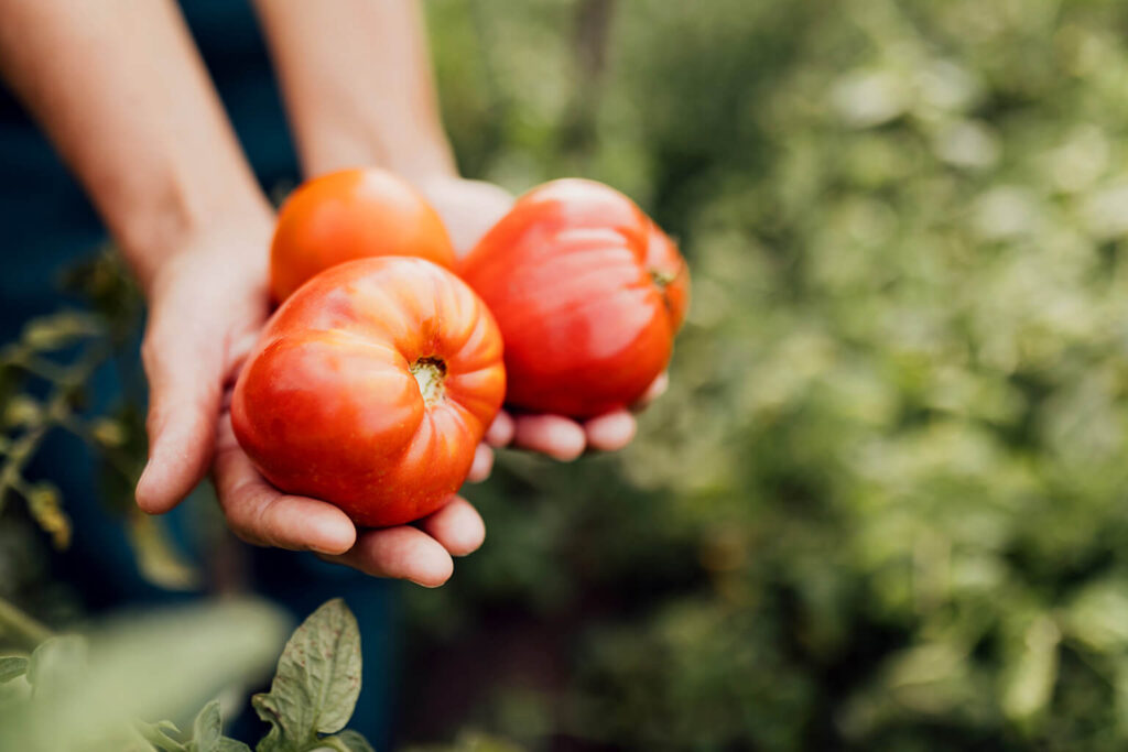 Sustainable Organic Tomatoes